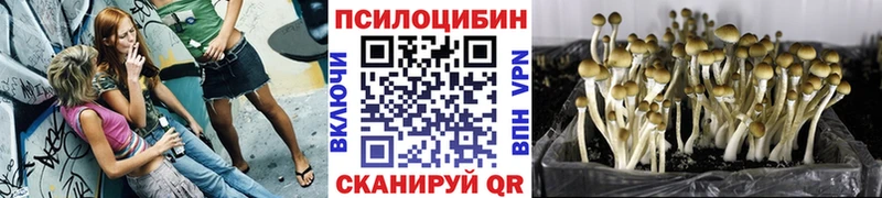blacksprut как войти  Дорогобуж  даркнет наркотические препараты  Галлюциногенные грибы Psilocybine cubensis 
